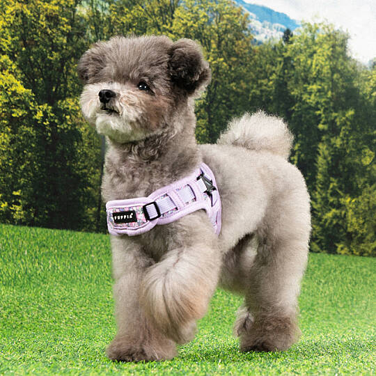 PUPPIA KEALOHA HARNESS VIOLET PAZA-HX2183-VI - 7