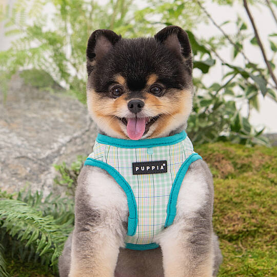 PUPPIA LUKE HARNESS AQUA PAWA-HB1965-AQ - 7