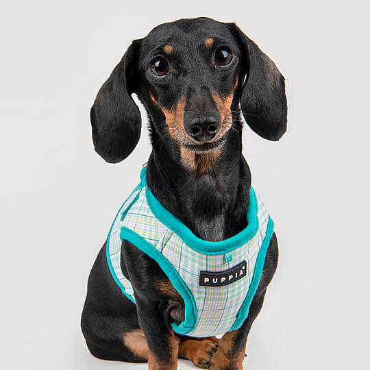 PUPPIA LUKE HARNESS AQUA PAWA-HB1965-AQ - 9
