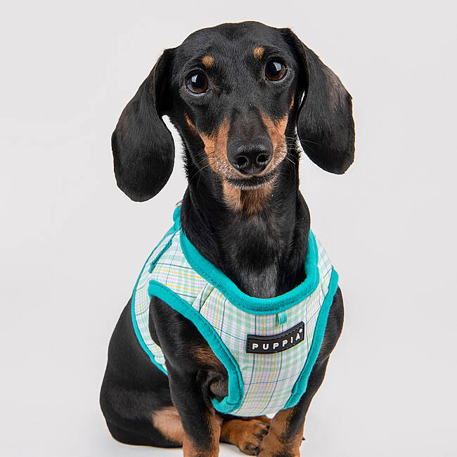 PUPPIA LUKE HARNESS AQUA PAWA-HB1965-AQ - 9