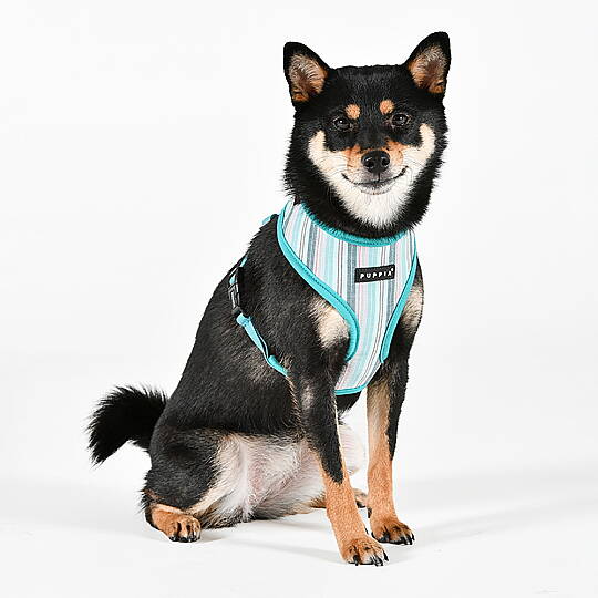 PUPPIA THEROS HARNESS AQUA PAYA-HA2095-AQ - 4
