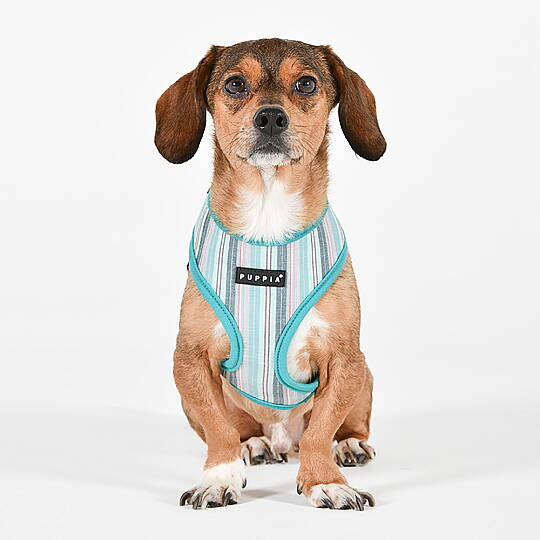 PUPPIA THEROS HARNESS AQUA PAYA-HA2095-AQ - 5