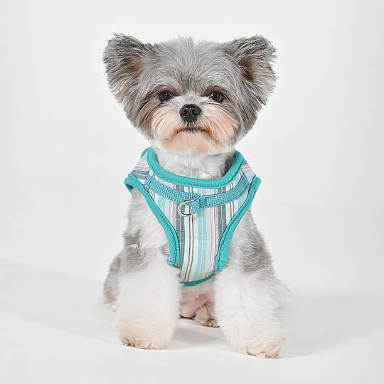 PUPPIA THEROS HARNESS AQUA PAYA-HB2095-AQ - 5