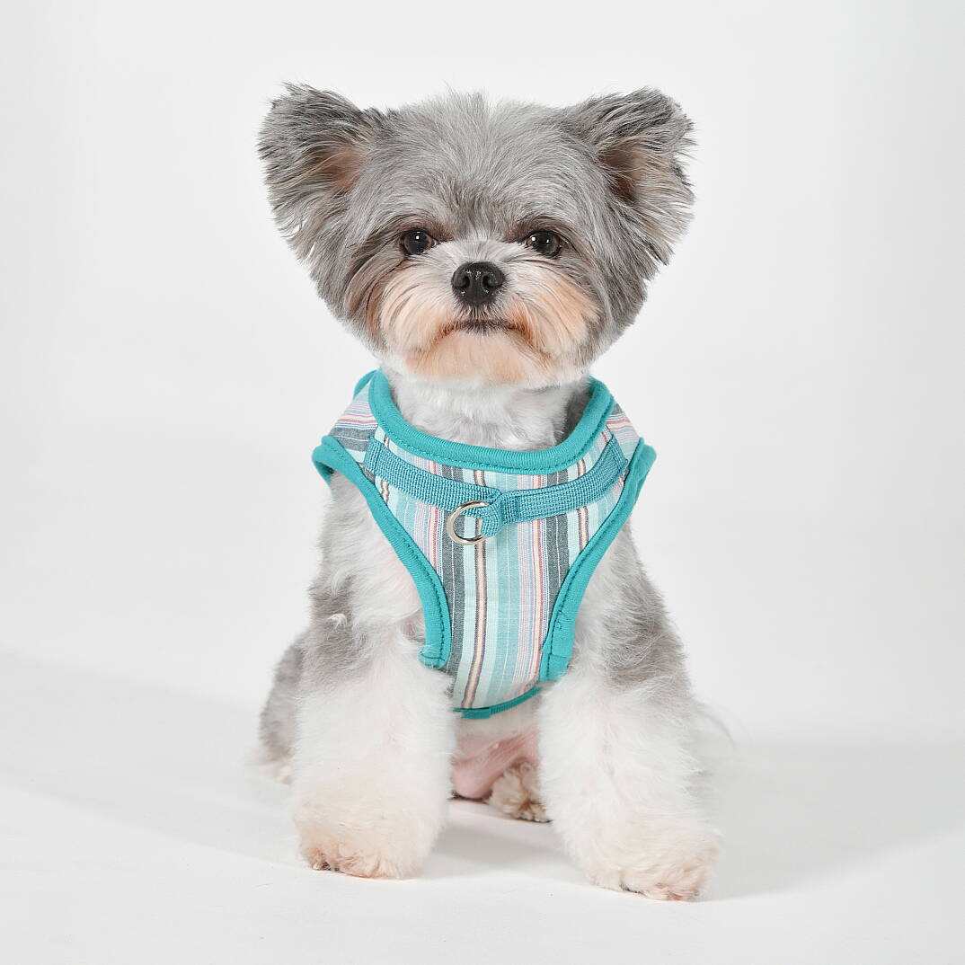 PUPPIA THEROS HARNESS AQUA PAYA-HB2095-AQ - 5