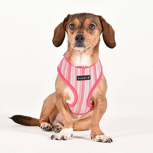 PUPPIA THEROS HARNESS PINK PAYA-HA2095-PK - 4