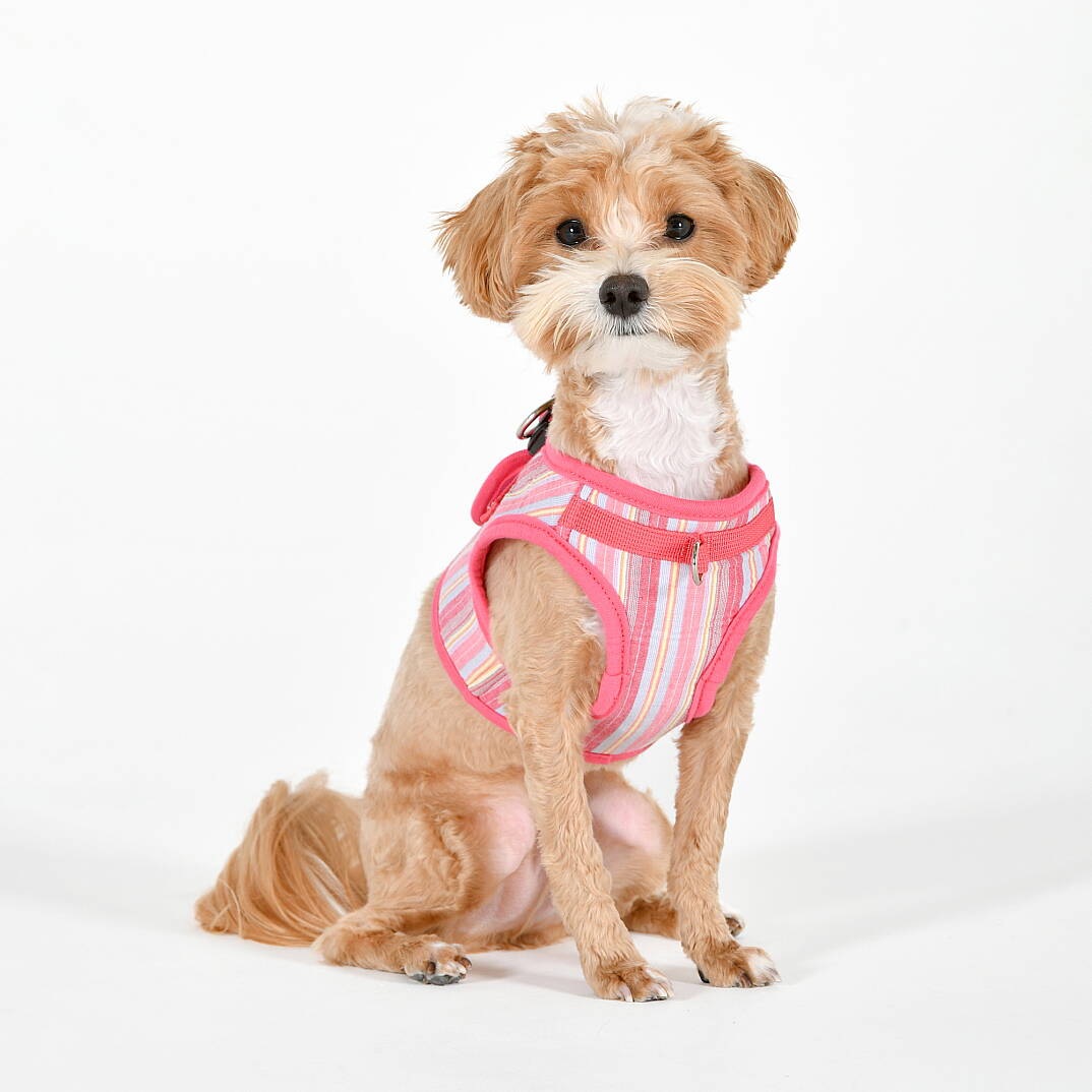 PUPPIA THEROS HARNESS PINK PAYA-HB2095-PK - 5