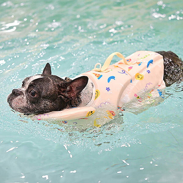 Rainbow Life Jacket Evcil Hayvan Can Yeleği - 7