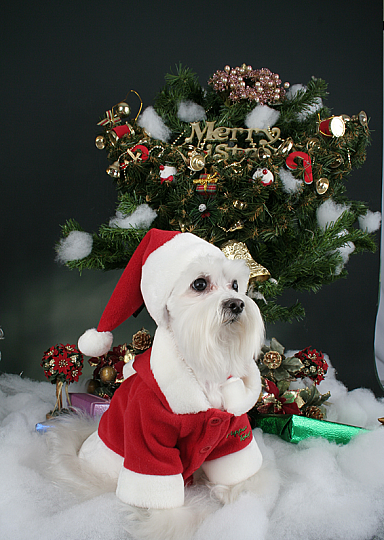 SANTA COAT / RED - 3