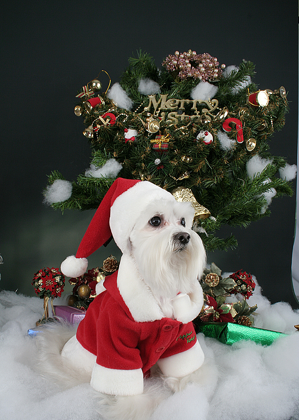 SANTA COAT / RED - 3
