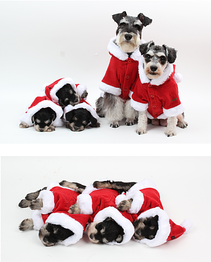 SANTA COAT / RED - 10