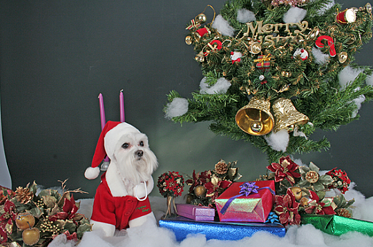 SANTA COAT / RED - 8