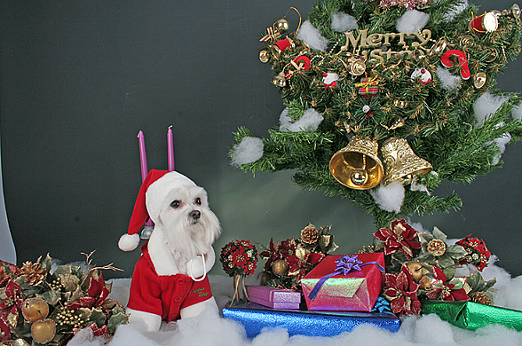 SANTA COAT / RED - 8