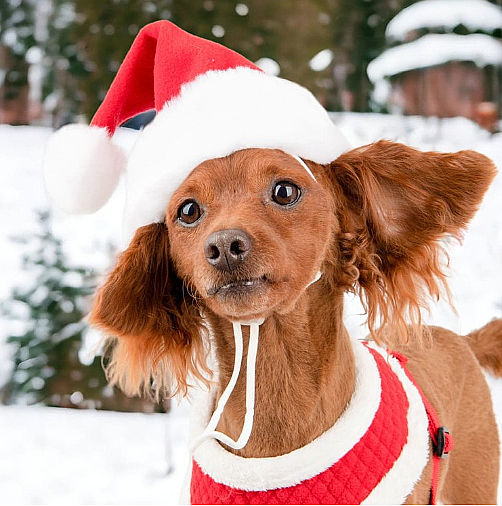 SANTA HAT / RED - 2
