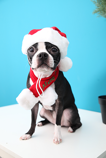 SANTA HAT / RED - 3