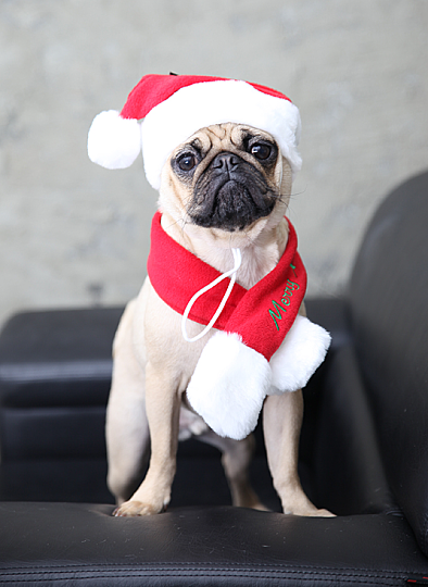 SANTA HAT / RED - 4