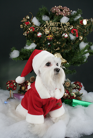 SANTA HAT / RED - 5