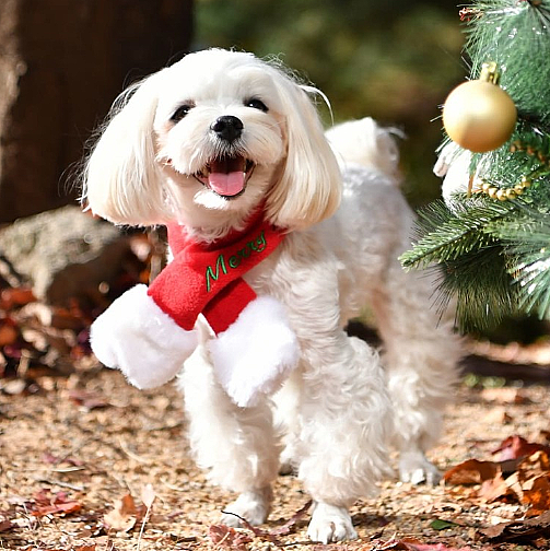 SANTA SCARF / RED - 2
