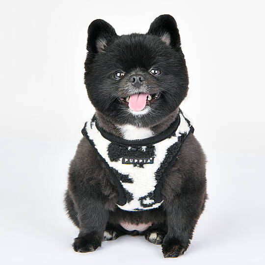 SERVAL HARNESS B/BLACK/PAVD-HB1930-BK - 7