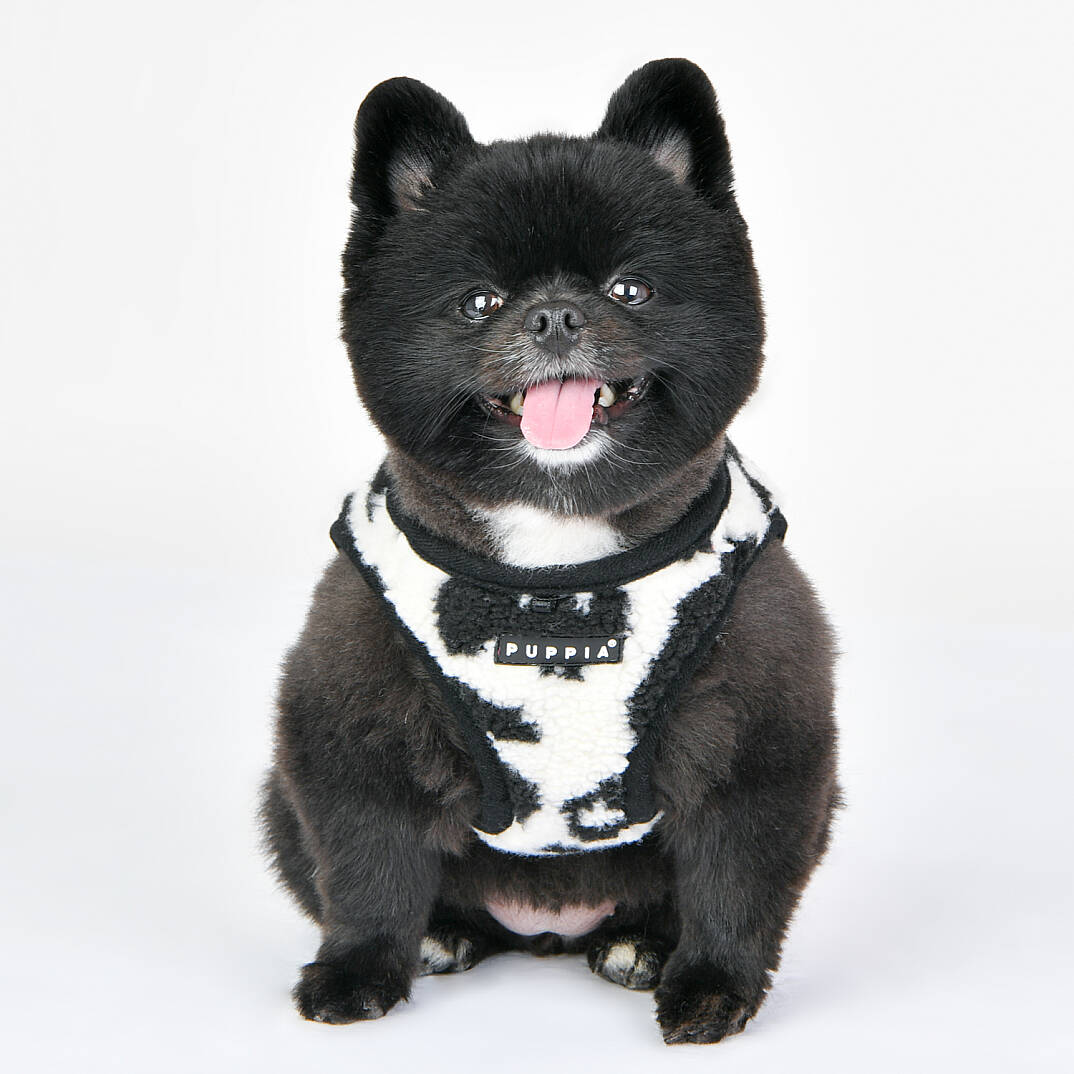 SERVAL HARNESS B/BLACK/PAVD-HB1930-BK - 7