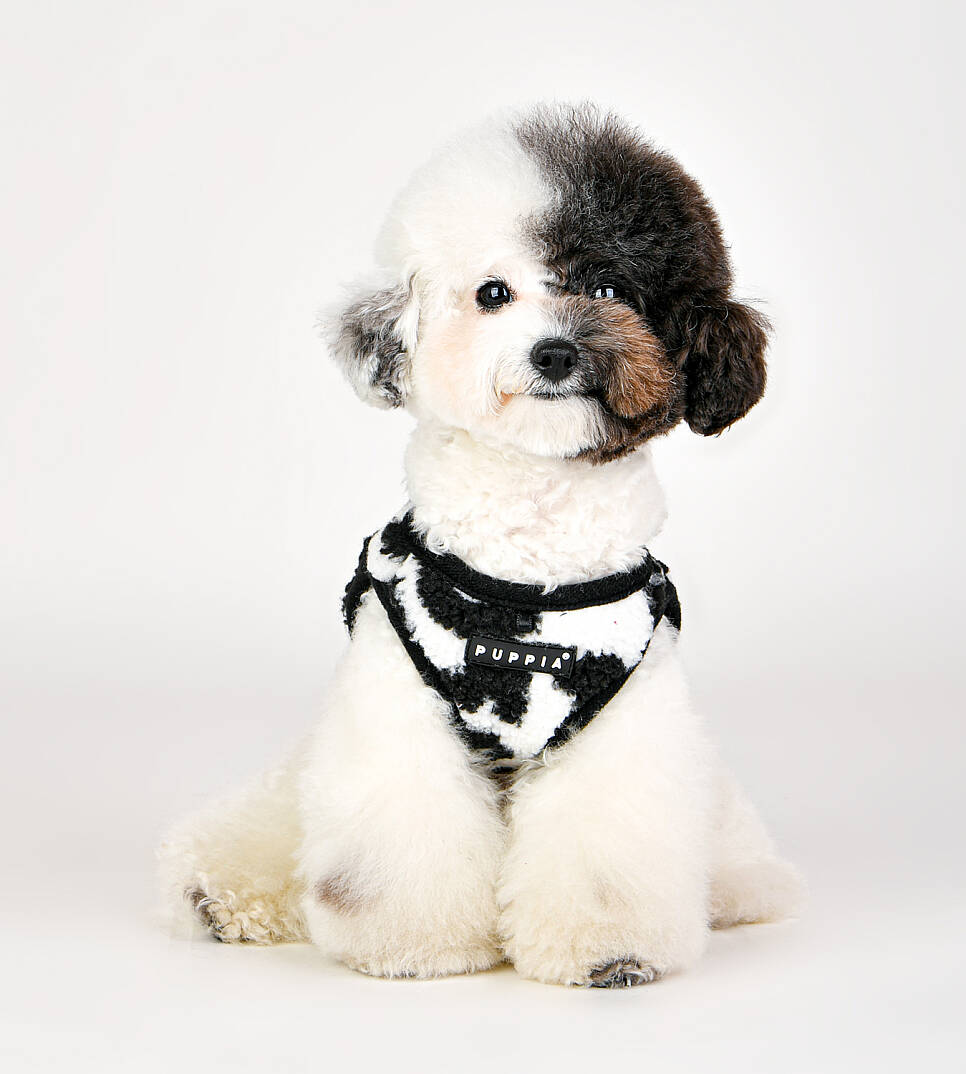 SERVAL HARNESS B/BLACK/PAVD-HB1930-BK - 9