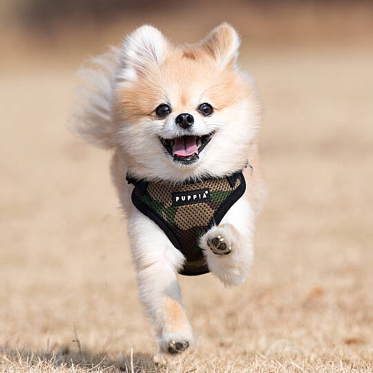 SOFT HARNESS C/CAMO - 4