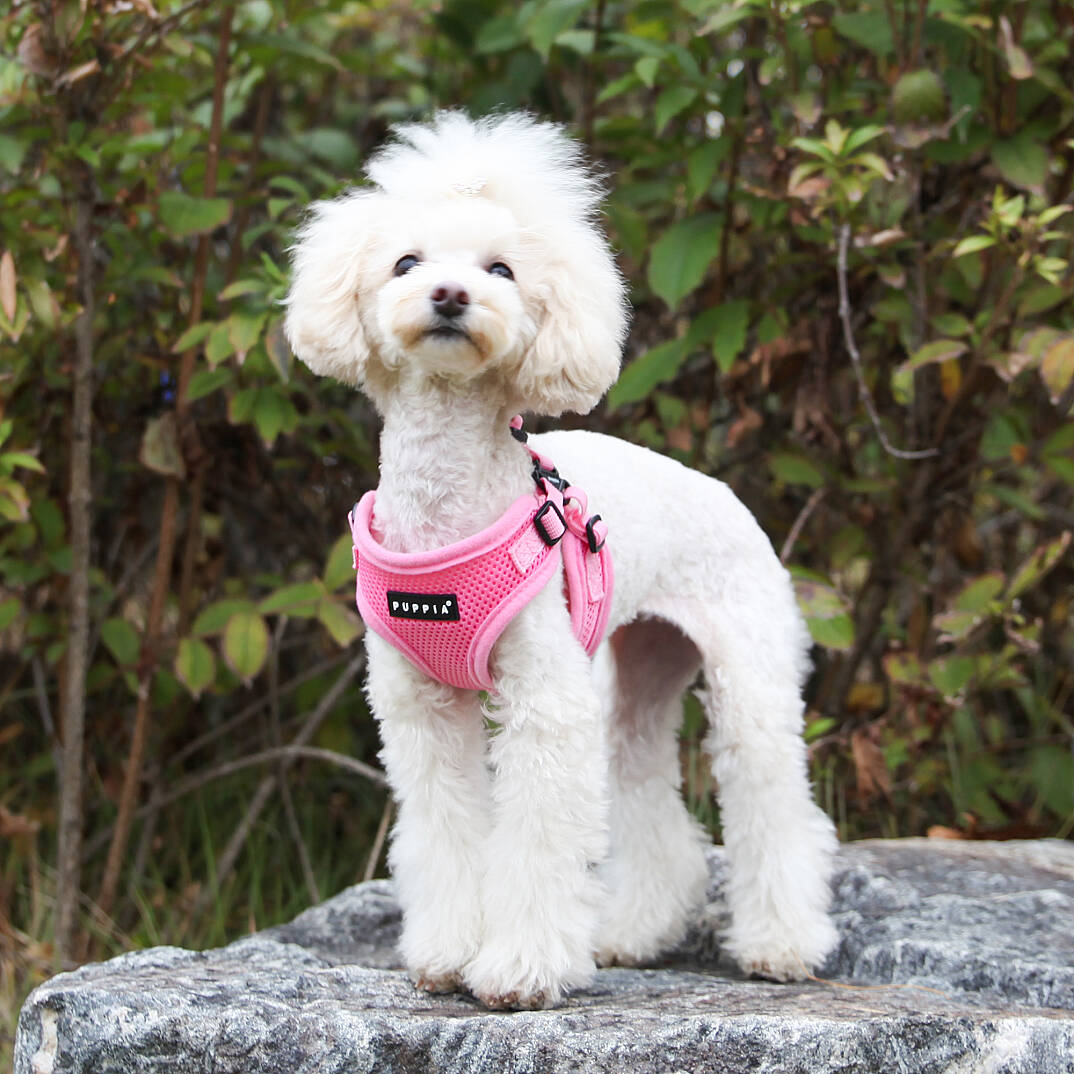 SOFT HARNESS C/PINK - 3
