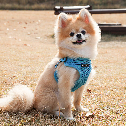 SOFT HARNESS C/SKY BLUE - 3