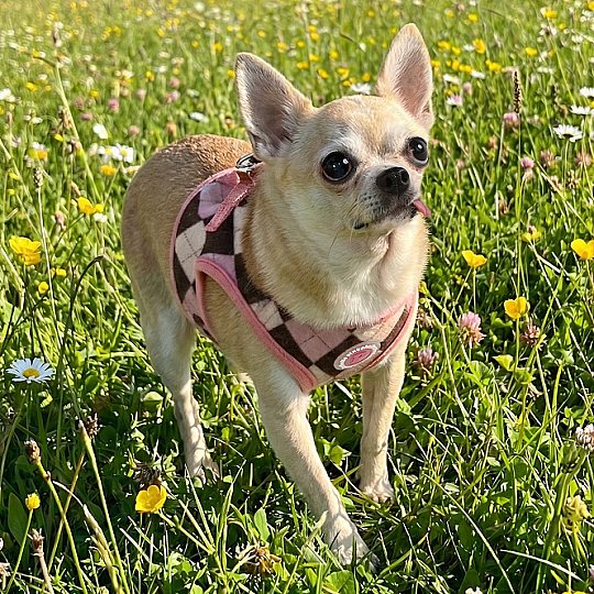 SOLENE VEST HARNESS / INDIAN PINK - 5