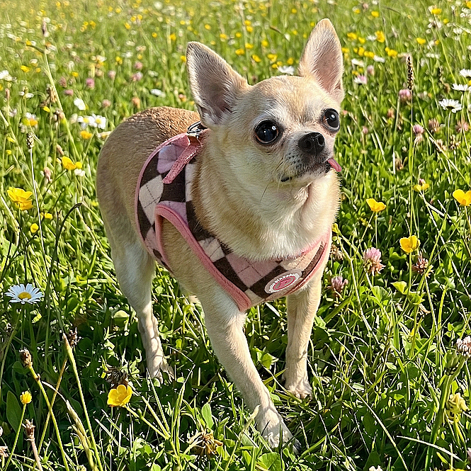 SOLENE VEST HARNESS / INDIAN PINK - 5
