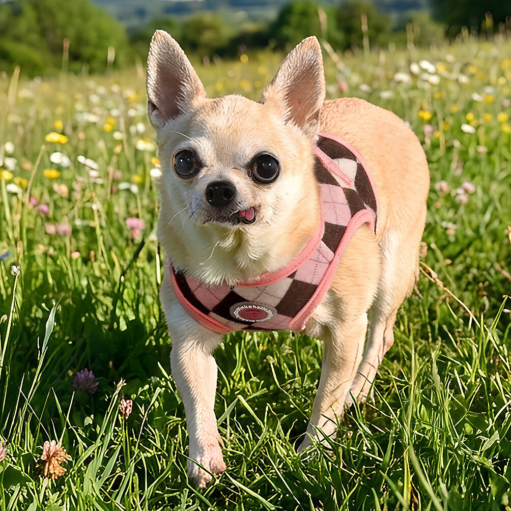 SOLENE VEST HARNESS / INDIAN PINK - 7