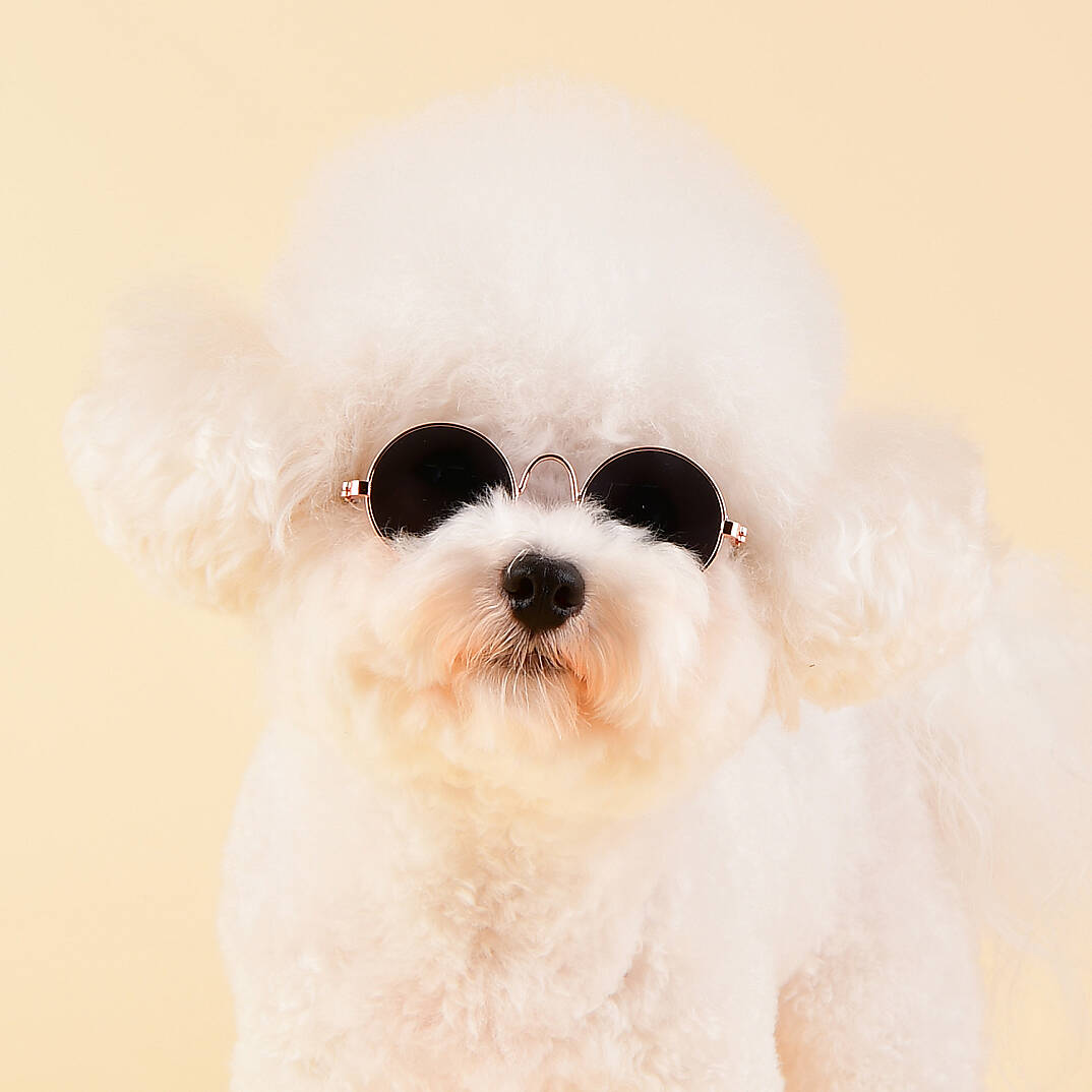 SUNGLASS/BLACK - 4