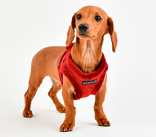 TERRY HARNESS B / WINE /  PASD-HB1661 - 4