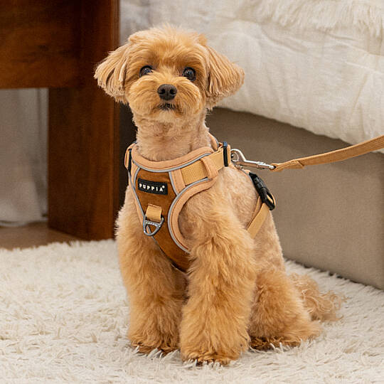 TERRY HARNESS H PAYD-HH2146-BE - 5
