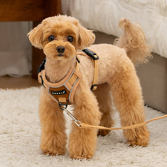 TERRY HARNESS H PAYD-HH2146-BE - 6