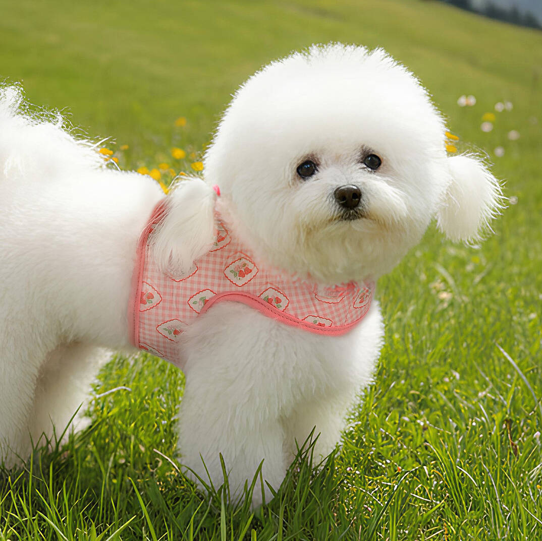 TRIXIE HARNESS J/INDIAN PINK - 4