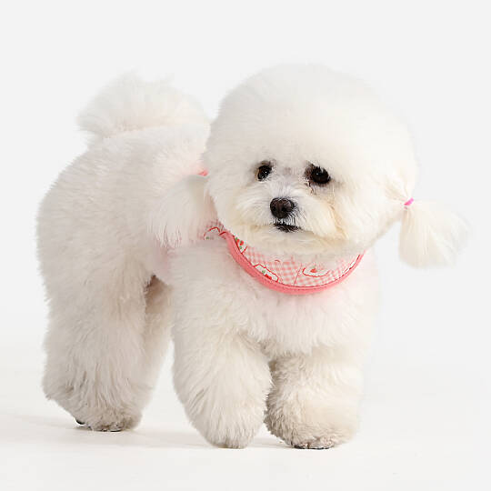TRIXIE HARNESS J/INDIAN PINK - 5