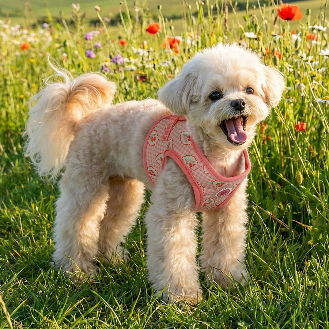 TRIXIE VEST HARNESS/INDIAN PINK - 5