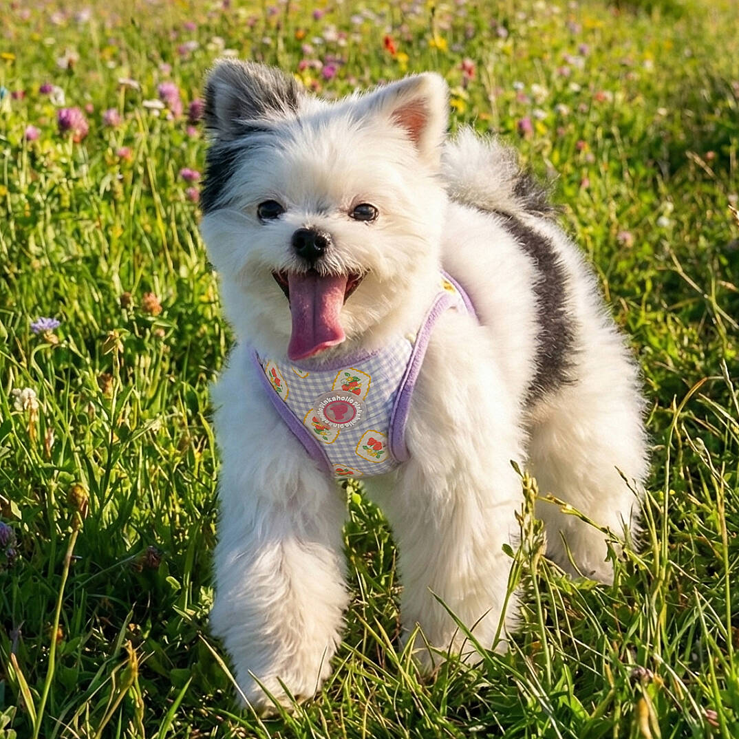 TRIXIE VEST HARNESS/VIOLET - 6