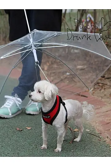 Umbrella Evcil Hayvan Şemsiyesi - 2