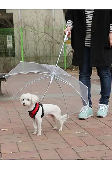 Umbrella Evcil Hayvan Şemsiyesi - 3
