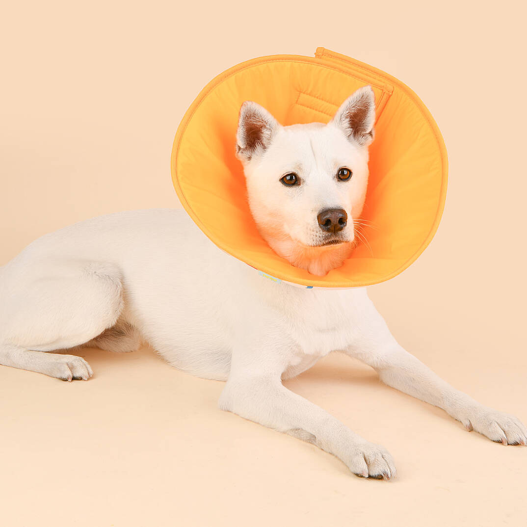 VARİOUS PATTERN NECK COLLAR KÖPEK SAĞLIĞI - 6