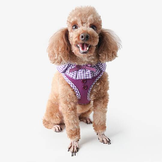 VIVIEN HARNESS A / PURPLE - 4