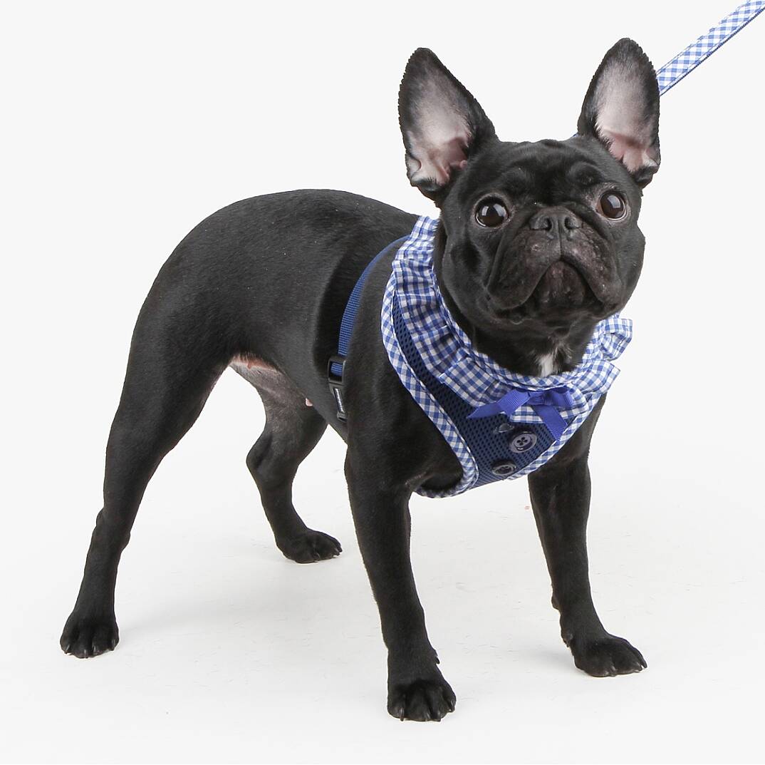 VIVIEN HARNESS A / R.BLUE - 4