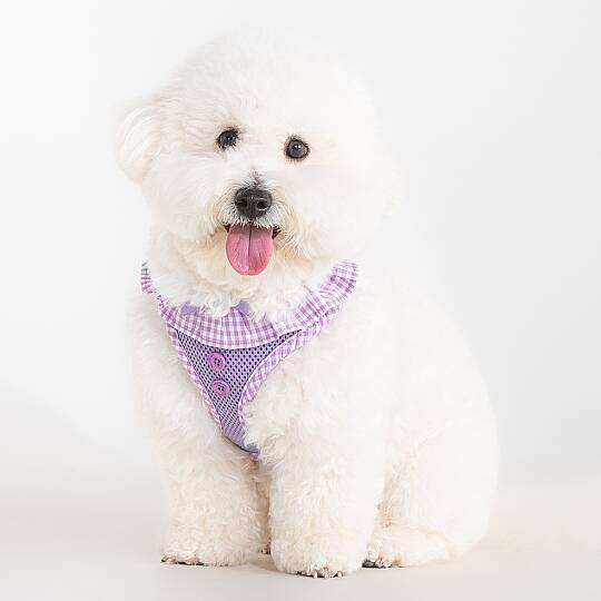 VIVIEN HARNESS A / VIOLET - 5