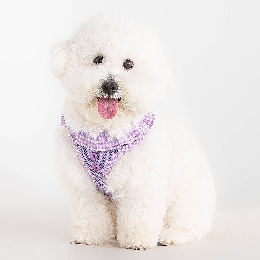 VIVIEN HARNESS A / VIOLET - 5
