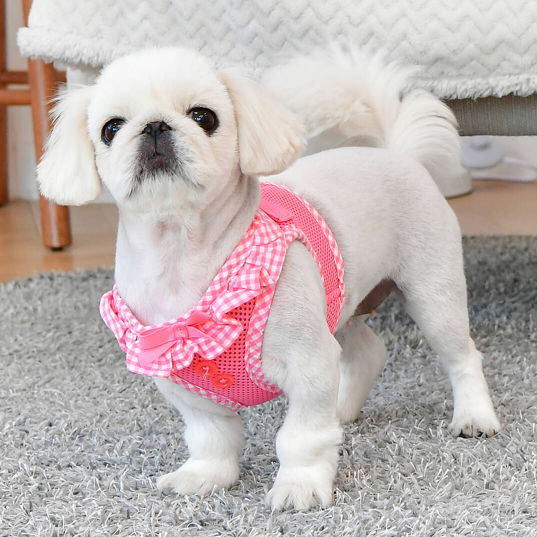 VIVIEN HARNESS / PINK - 4