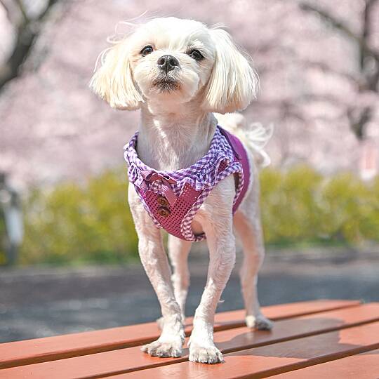 VIVIEN HARNESS / PURPLE - 5