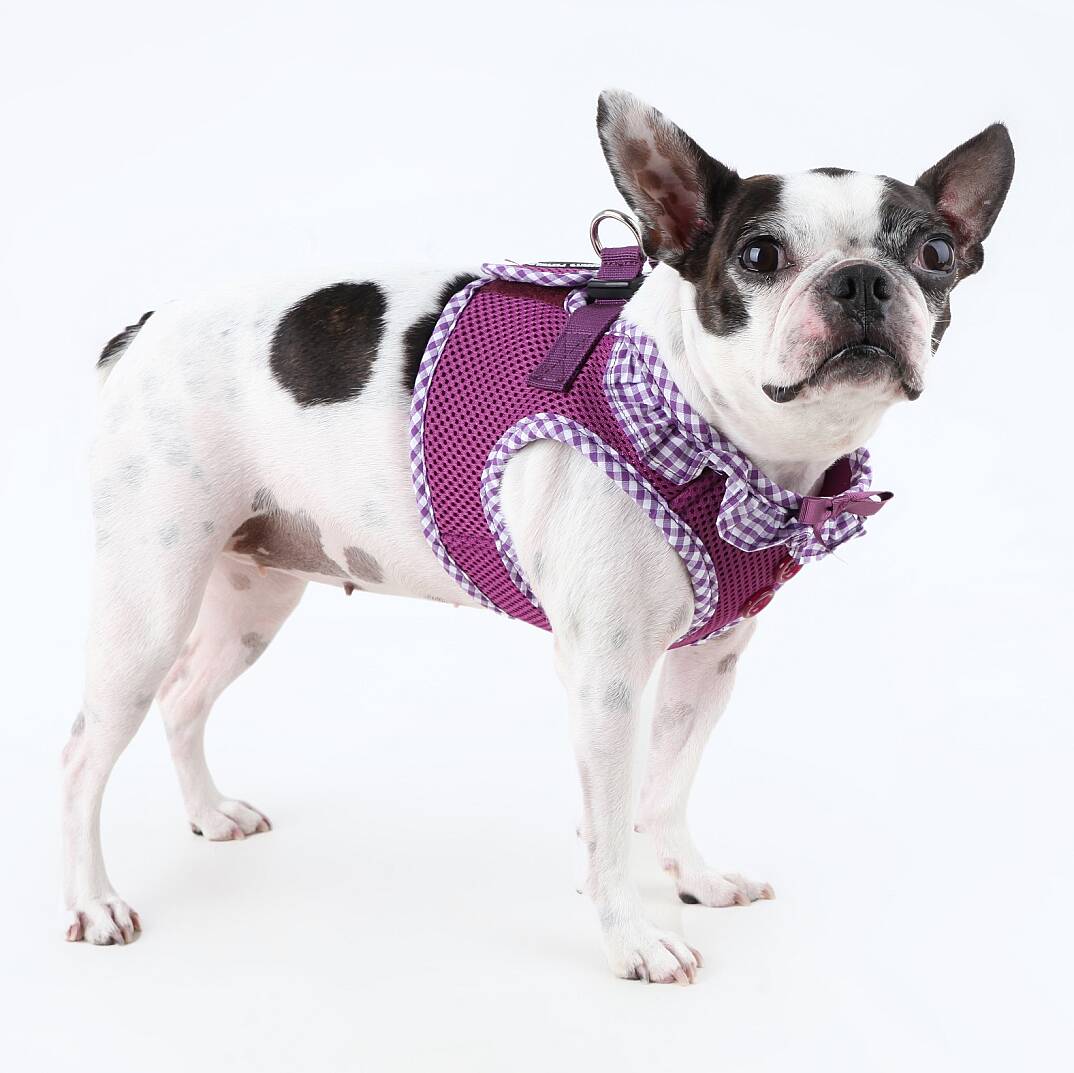 VIVIEN HARNESS / PURPLE - 4