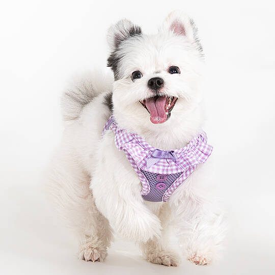 VIVIEN HARNESS / VIOLET - 4