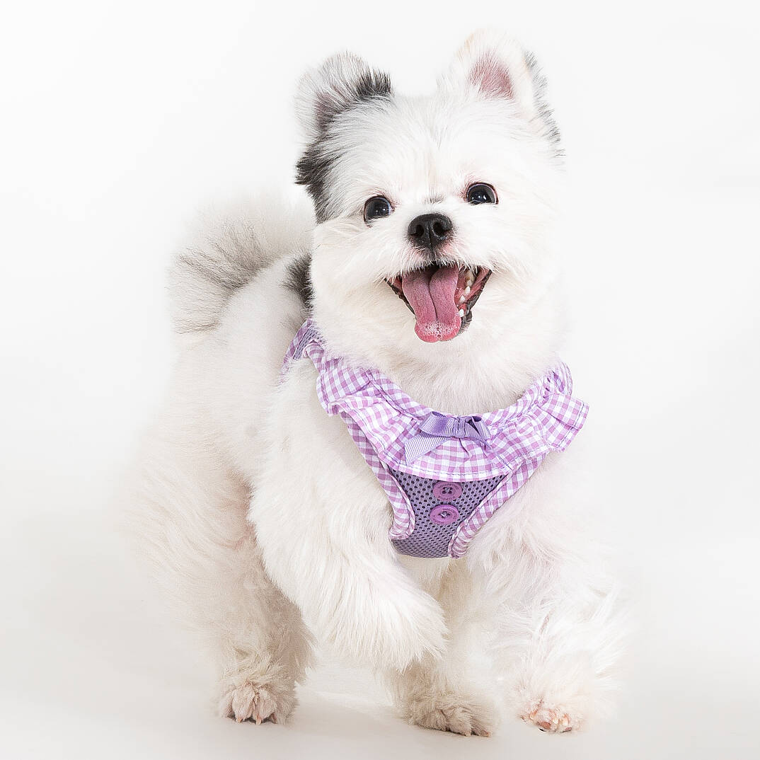 VIVIEN HARNESS / VIOLET - 4